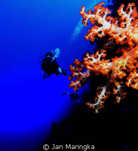 nice soft coral at bunaken, manado by Jan Maringka 